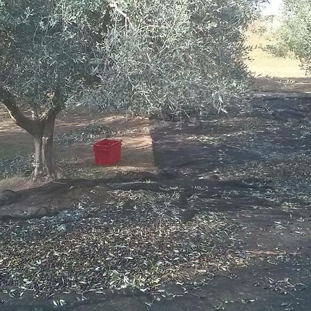 Casale Del Tiglio Bed and Breakfast Cerveteri Zewnętrze zdjęcie