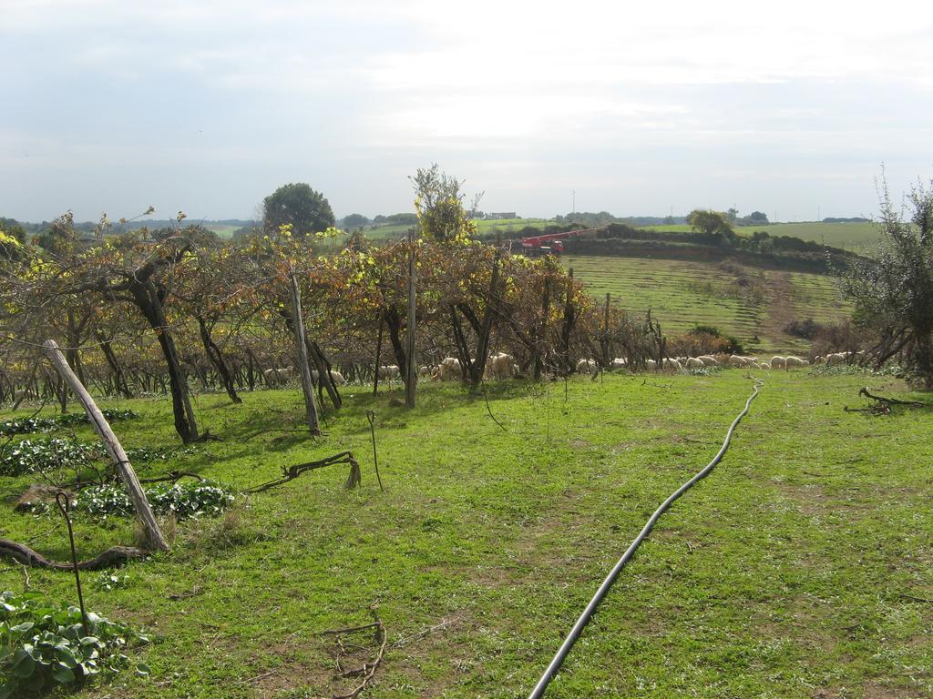 Casale Del Tiglio Bed and Breakfast Cerveteri Zewnętrze zdjęcie