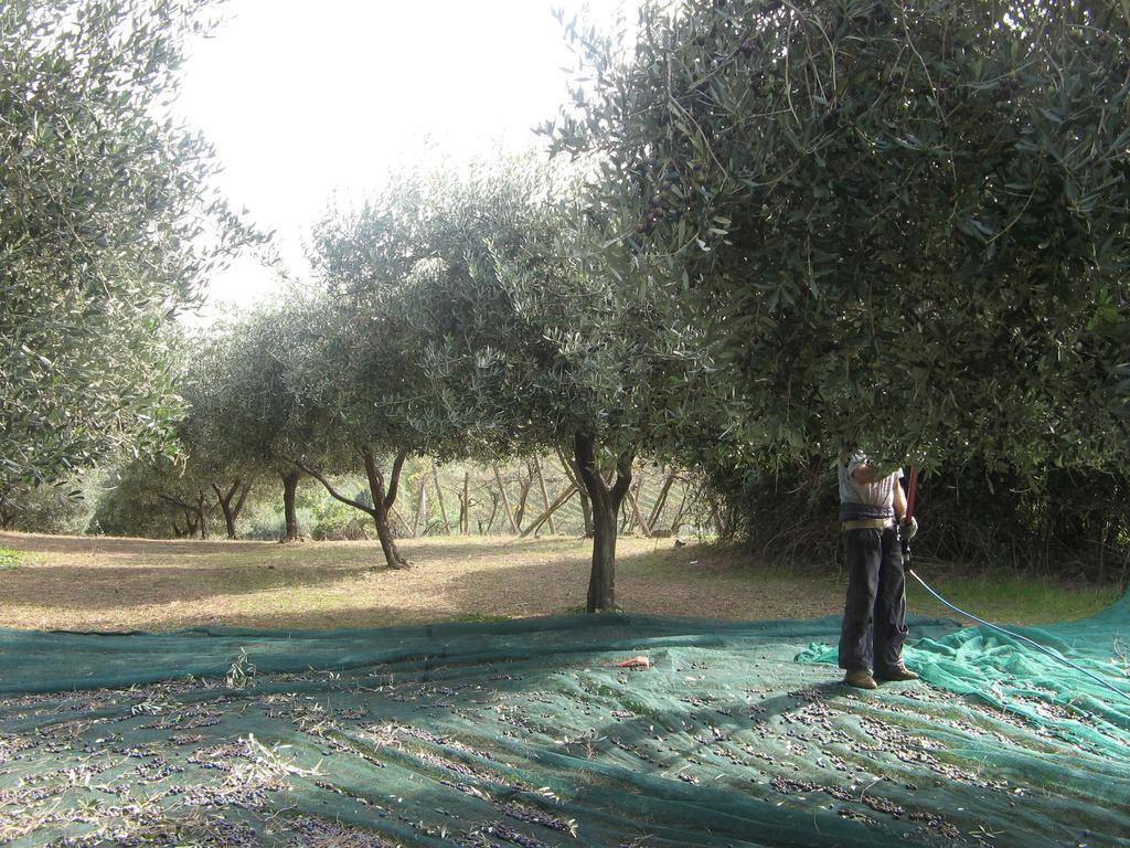 Casale Del Tiglio Bed and Breakfast Cerveteri Zewnętrze zdjęcie