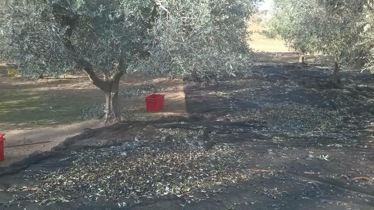 Casale Del Tiglio Bed and Breakfast Cerveteri Zewnętrze zdjęcie